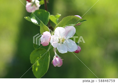 りんごの花 58846759