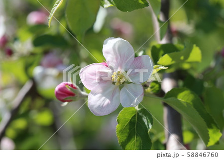 りんごの花 58846760