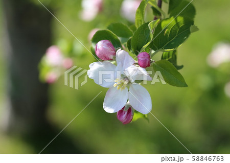 りんごの花 りんごの花 58846763