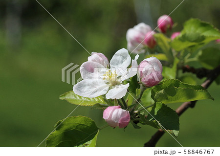 りんごの花 りんごの花 58846767