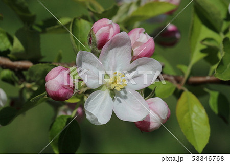 りんごの花 58846768