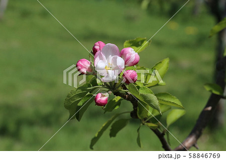 りんごの花 りんごの花 58846769