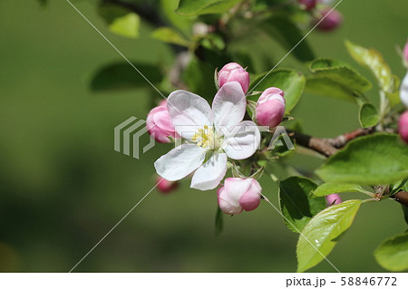 りんごの花の写真素材