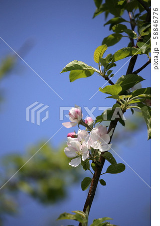 りんごの花 りんごの花 58846776