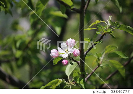 りんごの花 りんごの花 58846777