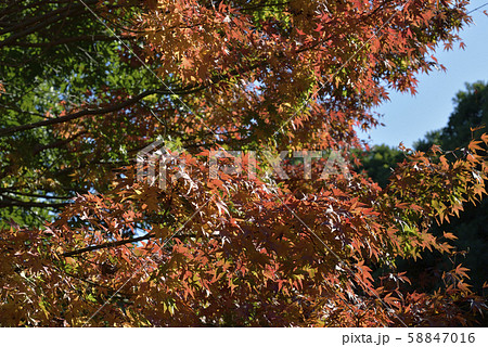 紅葉 いろは紅葉 広葉樹 鴨谷公園 堺市 大阪府の写真素材