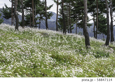 花 グジョルチョ 植物 58847114