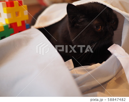 布に隠れて遊ぶ黒猫エキゾチックショート 58847482