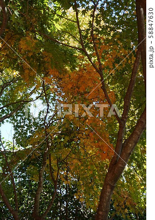 瀬戸内海の紅葉 58847630