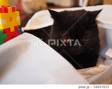 布に隠れて遊ぶ黒猫エキゾチックショート 58847635