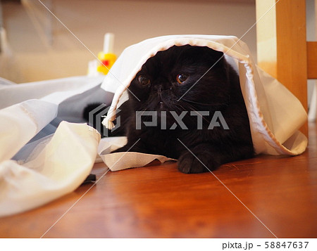 布に隠れて遊ぶ黒猫エキゾチックショート 58847637