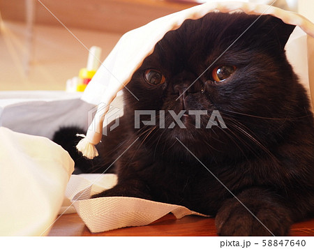 布に隠れて遊ぶ黒猫エキゾチックショート 58847640