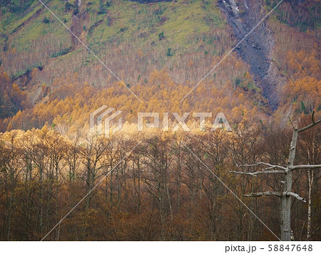 上高地の紅葉グラデーション 58847648