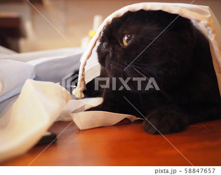 布に隠れて遊ぶ黒猫エキゾチックショート 58847657
