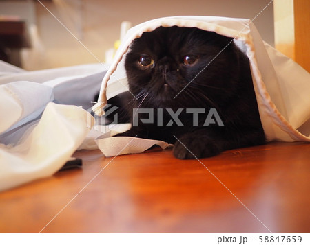 布に隠れて遊ぶ黒猫エキゾチックショート 58847659