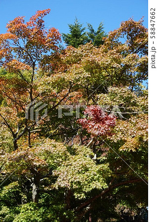瀬戸内海の紅葉 瀬戸内海の紅葉 58847662
