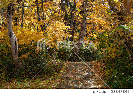 後生掛の紅葉 黄色い道 58847842