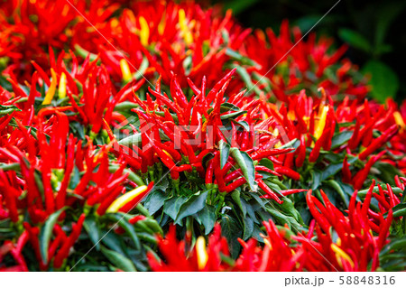 Red hot chili peppers growing naturally in garden Red hot chili peppers growing naturally in garden 58848316