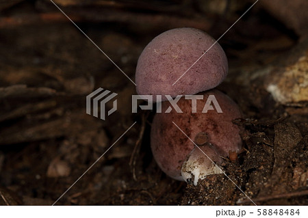 自然　茸　ブドウニガイグチ、幼菌ですね。大きさは親指の先ほど、お団子を重ねたような姿がかわいい 58848484