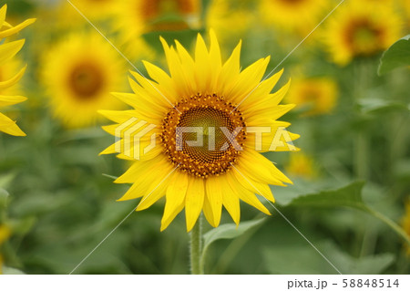 ひまわり 58848514