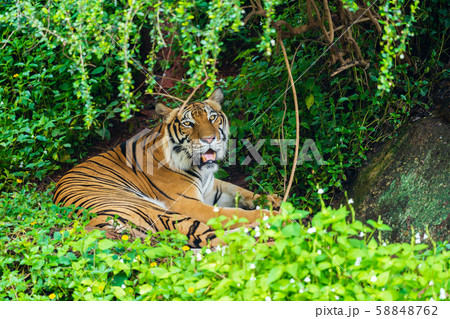 bengal tiger resting in forest bengal tiger resting in forest 58848762
