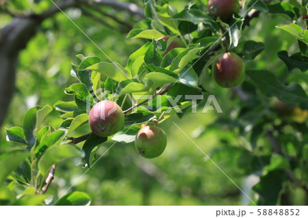 りんご 58848852