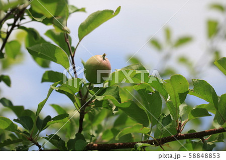 りんご りんご 58848853