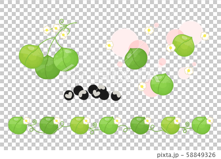 フウセンカズラ フウセンカズラ 58849326