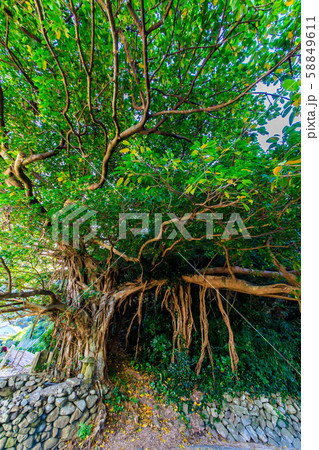 五島樫の浦のアコウ　【長崎県五島市】 58849611