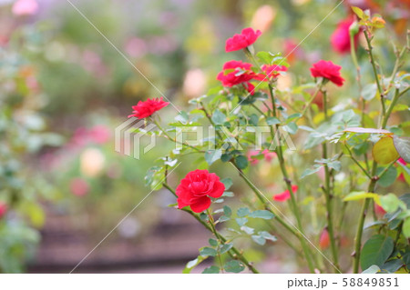 バラの花　ドウフボルケ 58849851