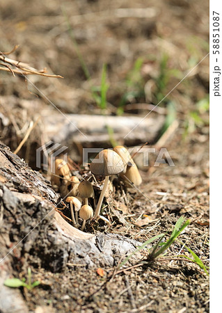 キララタケ 58851087