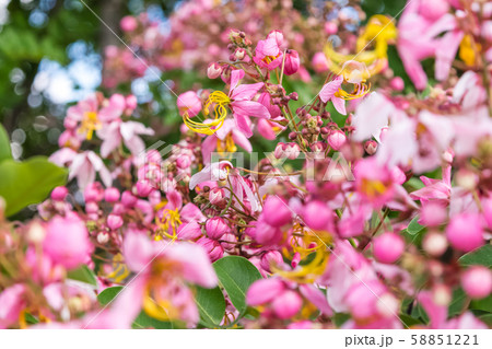 Cassia bakeriana Craib, Cassia bakeriana Craib, 58851221
