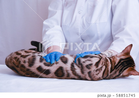 the vet examines the cat in the clinic. Abdominal palpation. 58851745