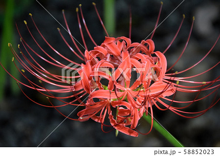 彼岸花 58852023