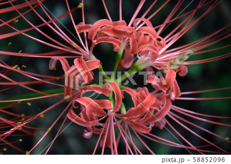 彼岸花 58852096