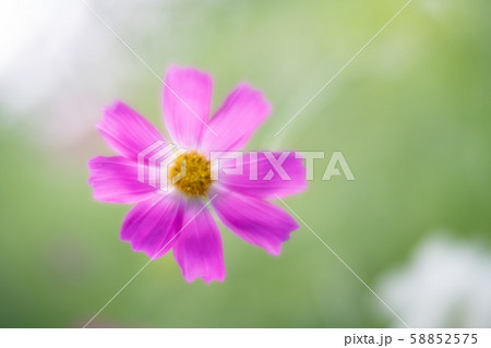 ソフトフォーカスで撮った花 58852575