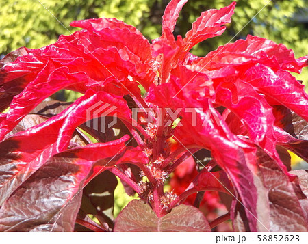 葉っぱの綺麗なコリウスの赤い葉っぱの写真素材