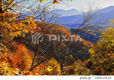 信州の紅葉 その20191024 : 花と植物が織りなす色紙 その20191024 信州の紅葉 その20191024 : 花と植物が織りなす色紙 その20191024 58852919