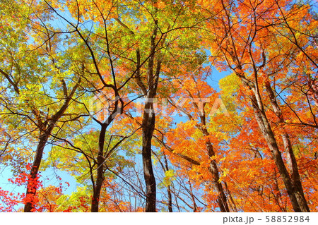 信州の紅葉　その20191024　：　　花と植物が織りなす色紙　その20191024 58852984