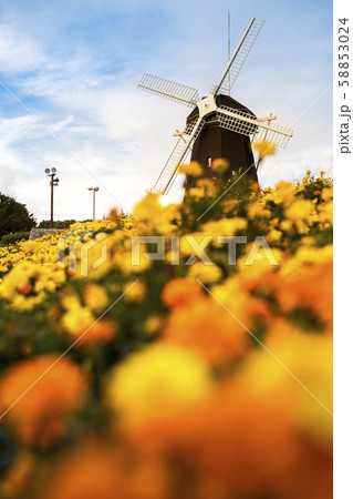 鶴見緑地公園/マリーゴールド 鶴見緑地公園/マリーゴールド 58853024