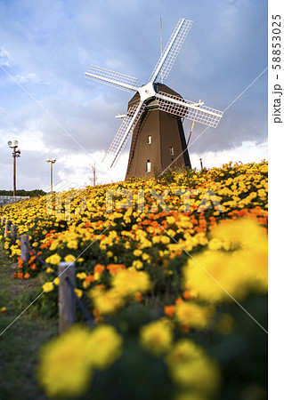 鶴見緑地公園/マリーゴールド 鶴見緑地公園/マリーゴールド 58853025