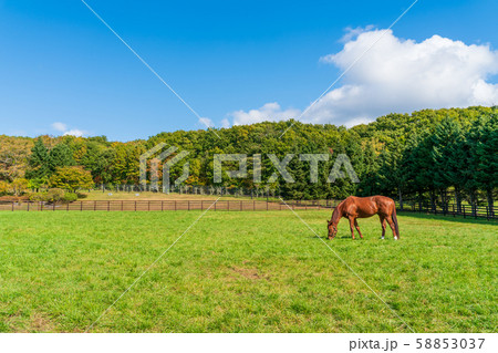 牧場の風景 馬 牧場の風景 馬 58853037