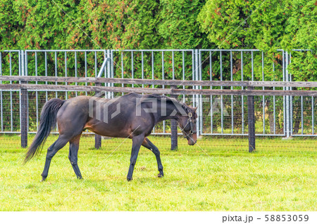 牧場の風景　馬 58853059