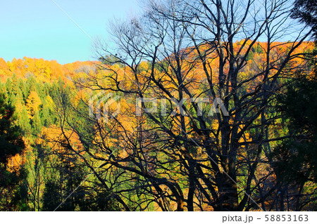 奇怪な紅葉　その20191024　：　　花と植物が織りなす色紙　その20191024 58853163