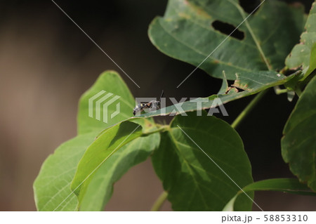 オオモンツチバチ 58853310