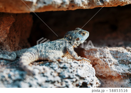 Stellion or agama-gardun is a species of agamidae 58853516