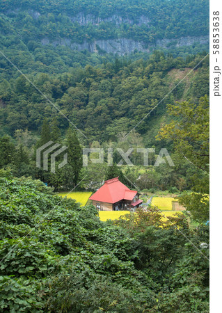 新潟県津南町 秋山郷の民家と 稲の実った田んぼの写真素材