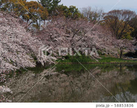 名古屋城点景 58853836