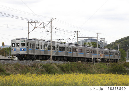 秩父鉄道5000系とカラシナ畑 58853849