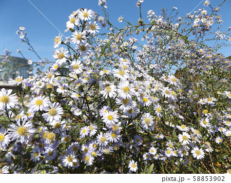 花の色がピンクに変化すると言うゲンペイコギクの白い花 58853902